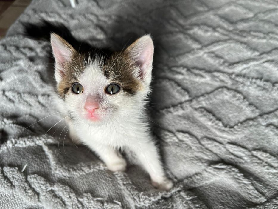 Отдам котят в хорошие руки