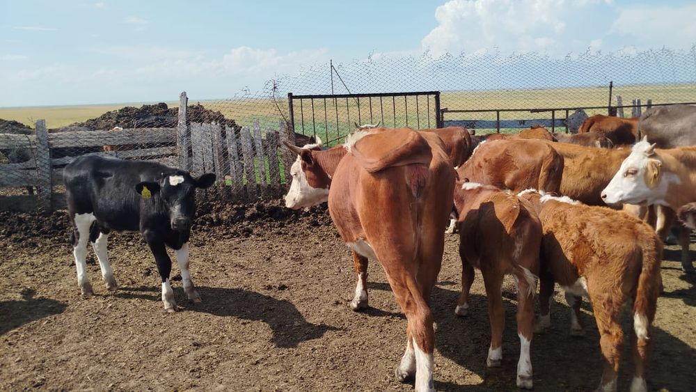 Продаётся откорм база возле Астаны (20 км, с. Софиевка)