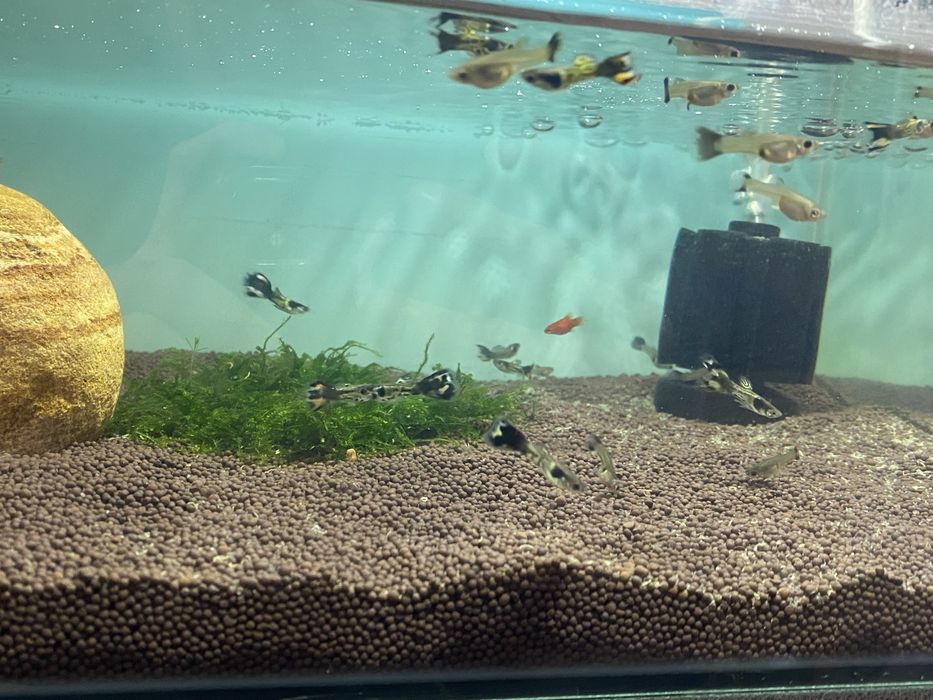 Аквариум 27 литров готовый