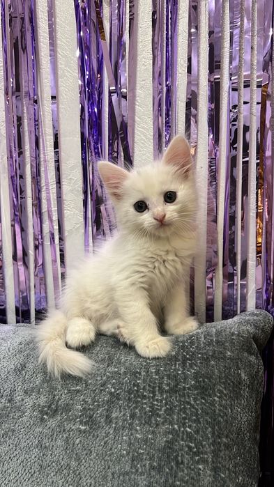 Котенок, белый в хорошие руки