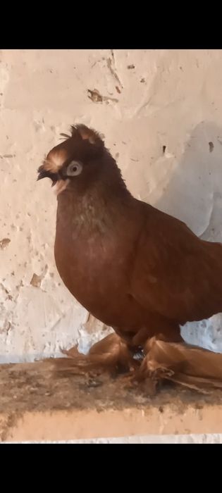 Голуби самцы ...