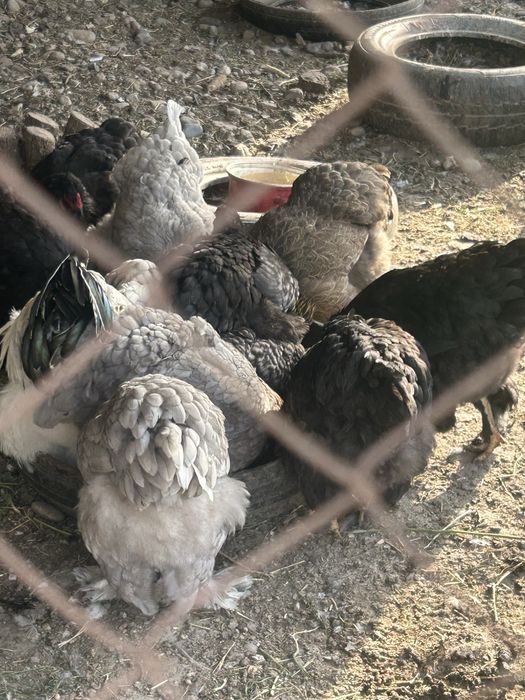 Продам кур домашных