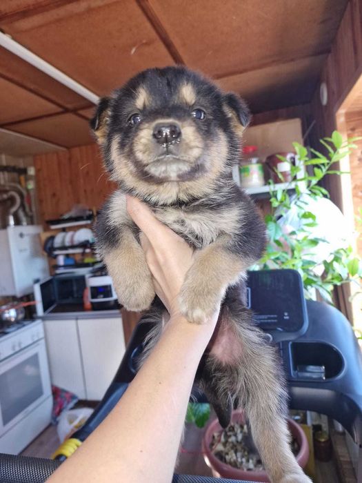 Отдам щенков в хорошие руки .