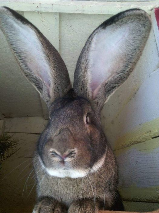 Femele și Masculi Uriaș German rasă pură. 7 Luni