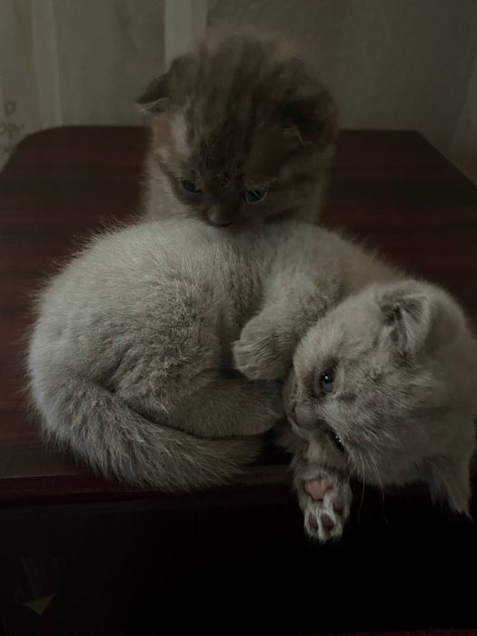 Котята вислоухие скоттиш фолд и скоттиш страйк