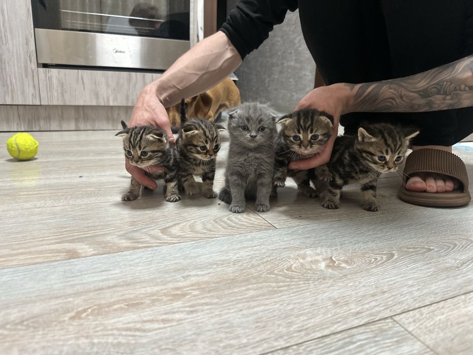 Породистые котята