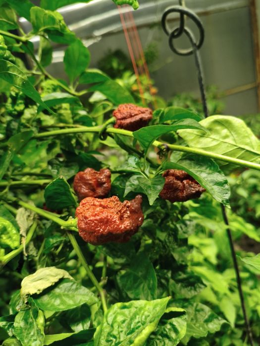 Продам самый острый перец Каролина рипер