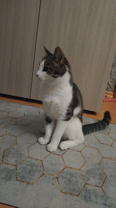 Кошечка ищет дом!