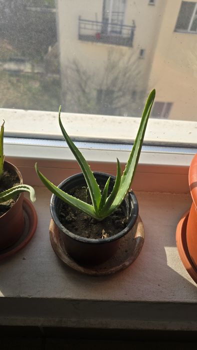 Aloe vera ghiveci