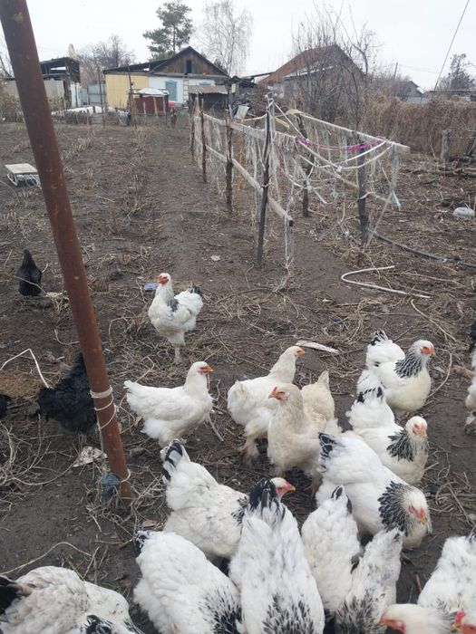 Молодые петухи палевой брамы