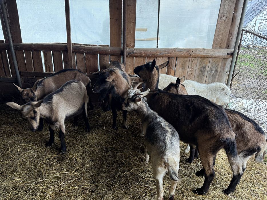 Vand 2 capre si 4 iedute