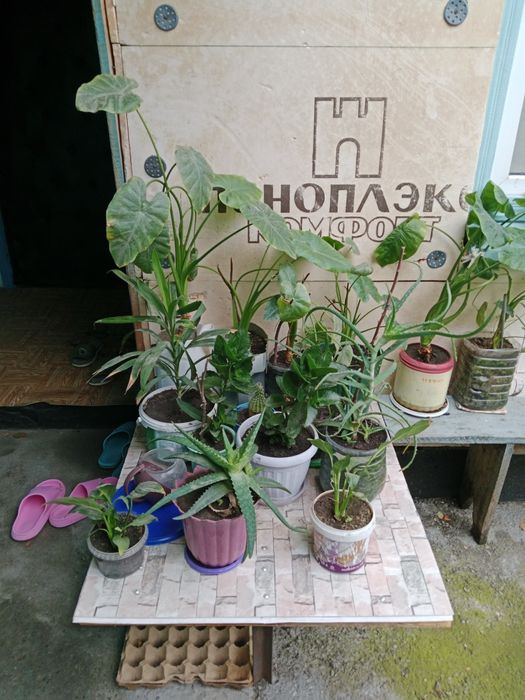 Цветы за 1000 тенге