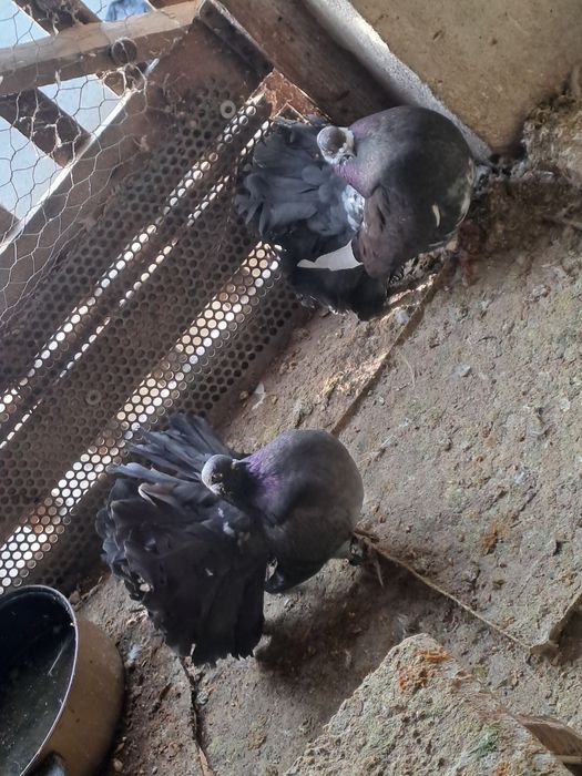 Porumbei de vânzare