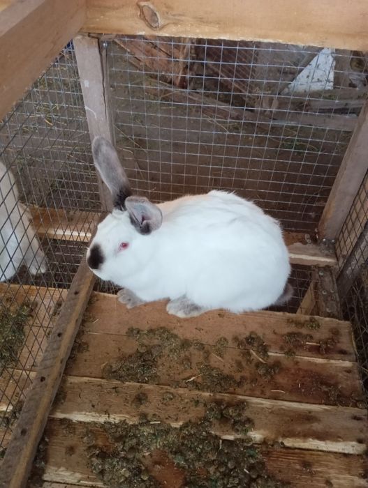 Кролы калифорния