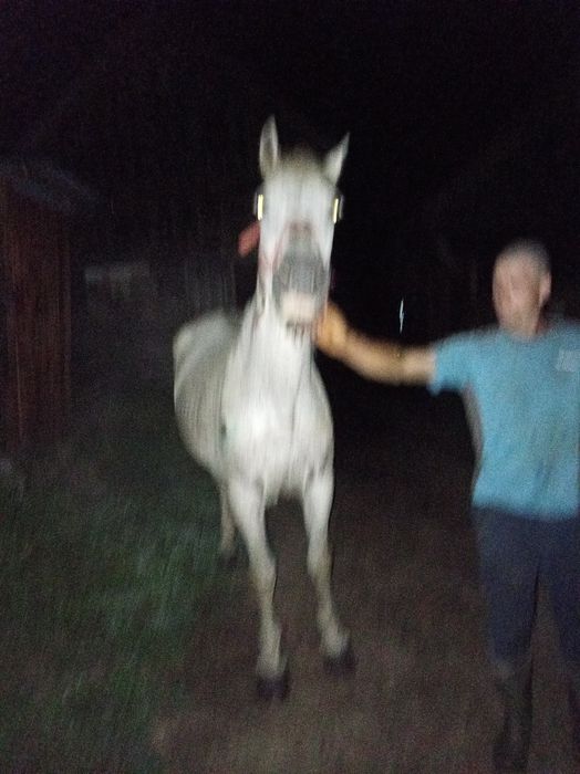 Vând iapa de 10 ani