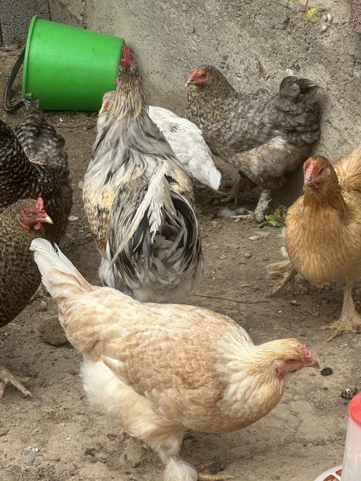 Продаются домашние куры