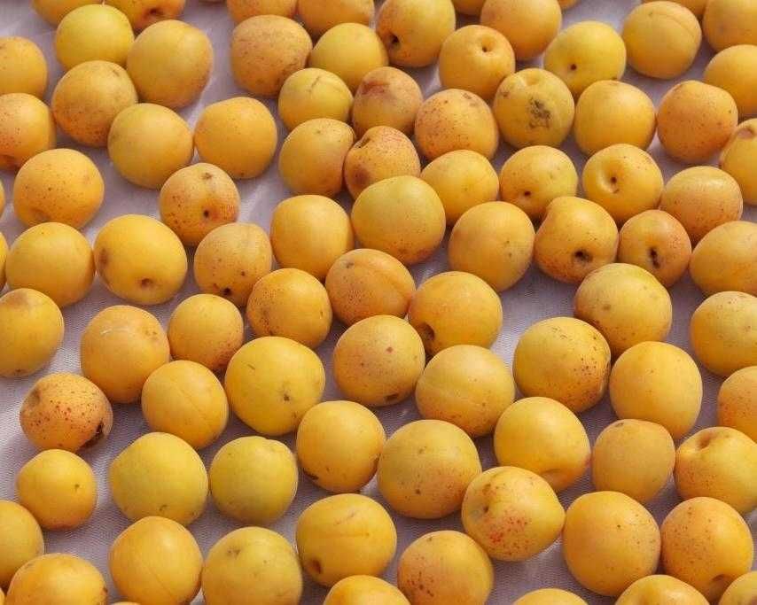 Абрикос плод "Урюк"