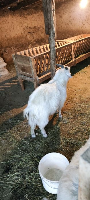 Еркек пішпе текелер сатамын