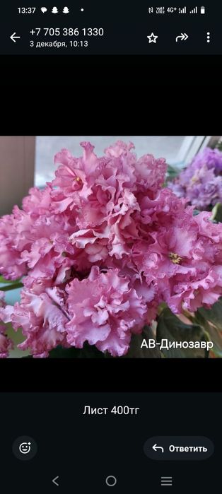 Листочек 500тг сортовые