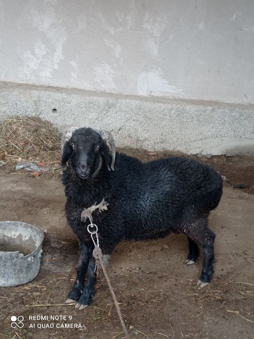 Сотилади Барра тенгига уйнатиб оласиз