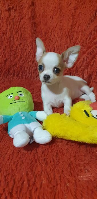 Чихуахуа щенок девочка
