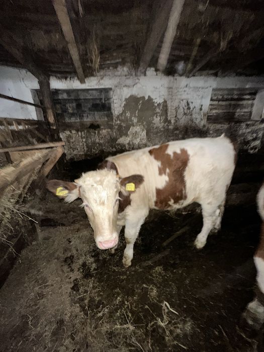 Vitel de baltată romanească 5 luni