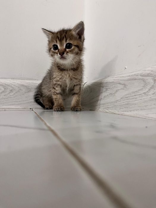 Котята симпатичные