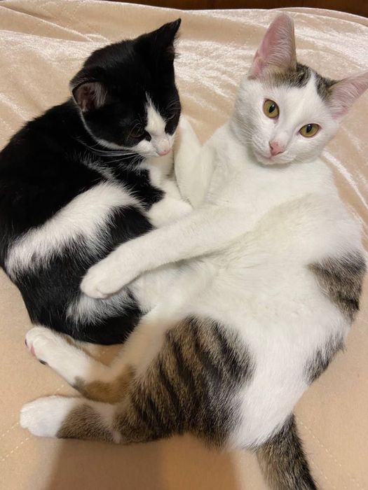 Котята добрые и ласковые