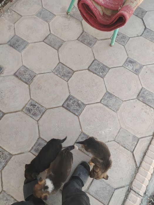 Щенки овчарки 15000тг