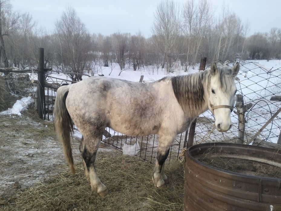Айгыр сатам 10жасар үйір ұстаған  Павлодар обл Актогайский р-н