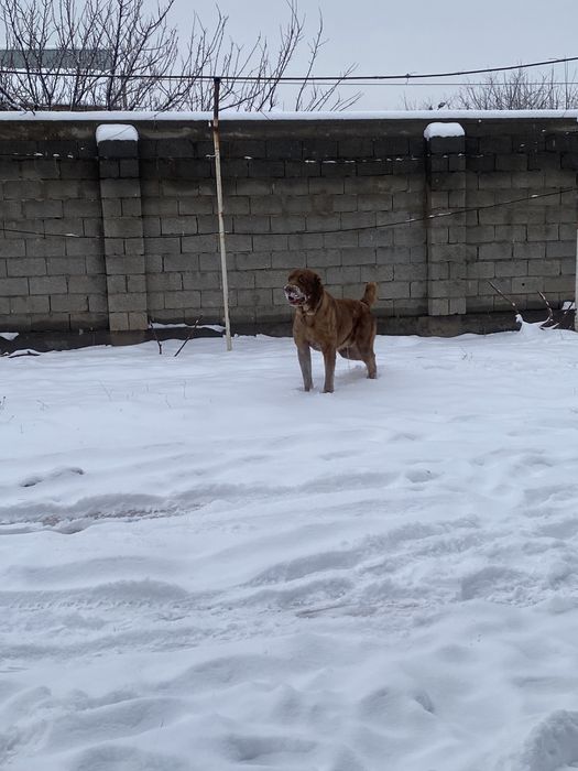 Төбет сатлады 1 жас