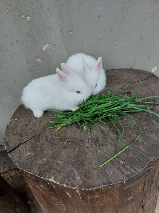 Iepurasi pitici cap de leu