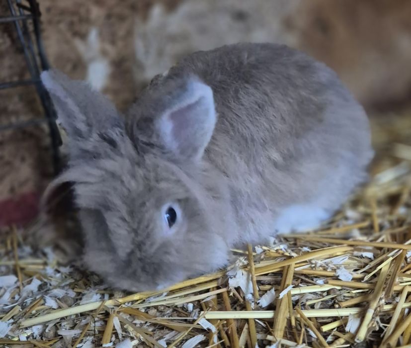 Masculi cap de leu/ schimb si cu cereale