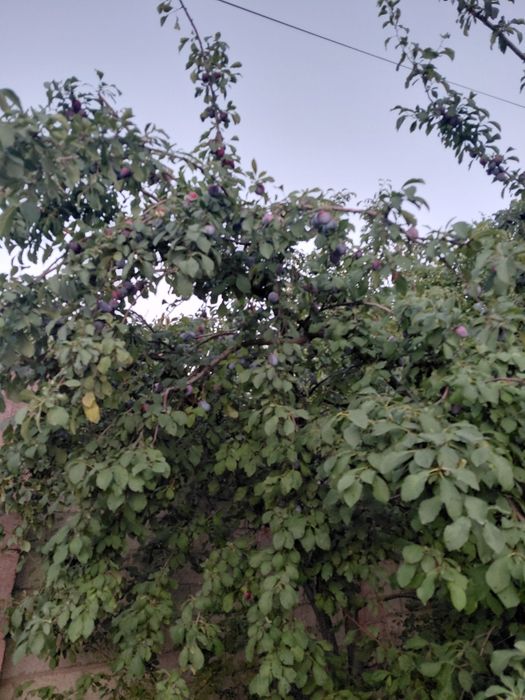 Продается слива сладкая