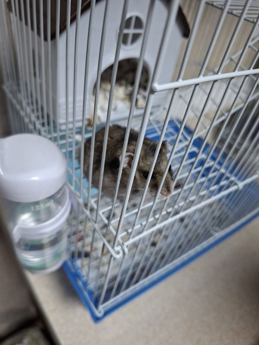 Продам хомячка Джунгарик