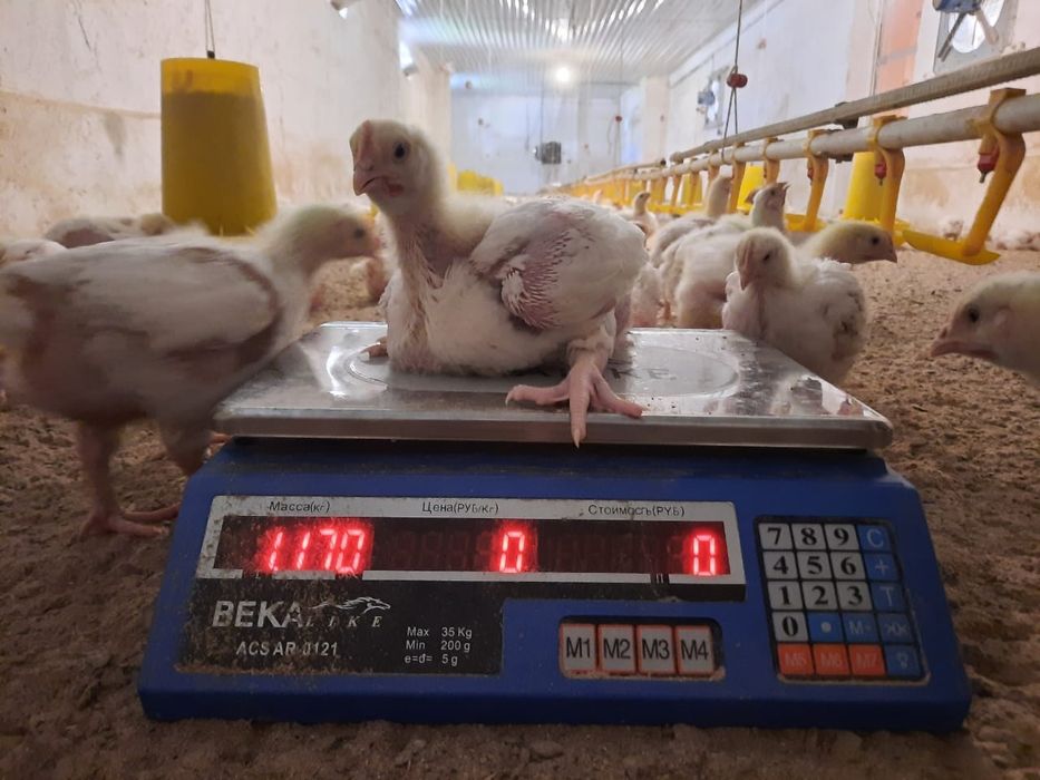 Бройлер росс 308 Шымкент