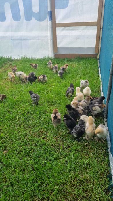 Pui si pasari adulte Brahma si Australorp