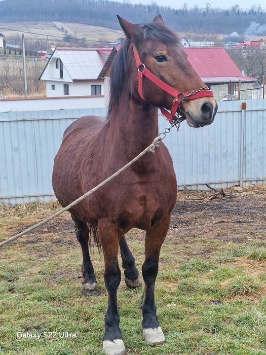 Iapa bună de vanzare