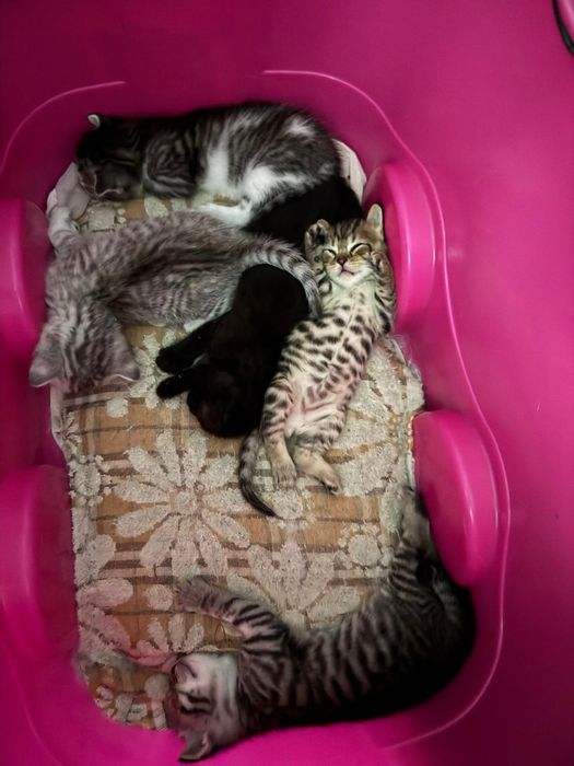 Отдам котят к лотку приучены