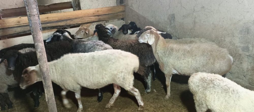 Семіз Қой сатылады