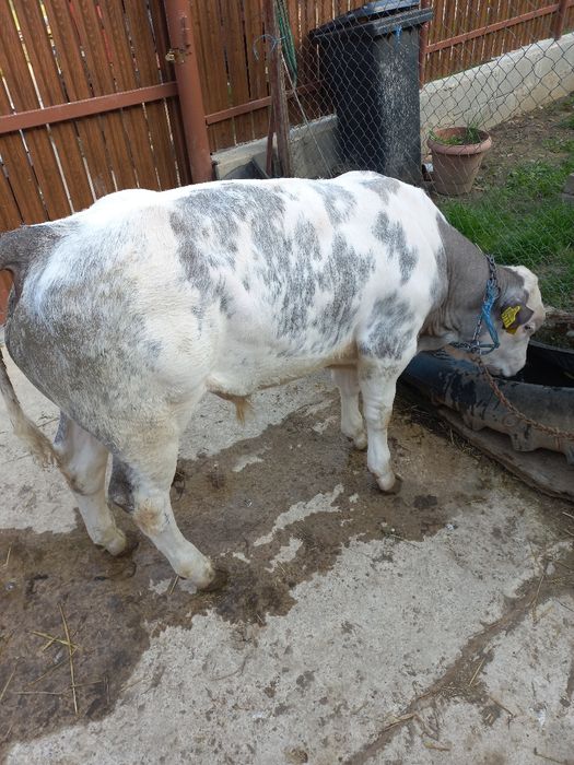Vând vițel belgian