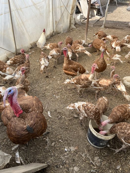 Домашно гледани пуйки ред бърбън