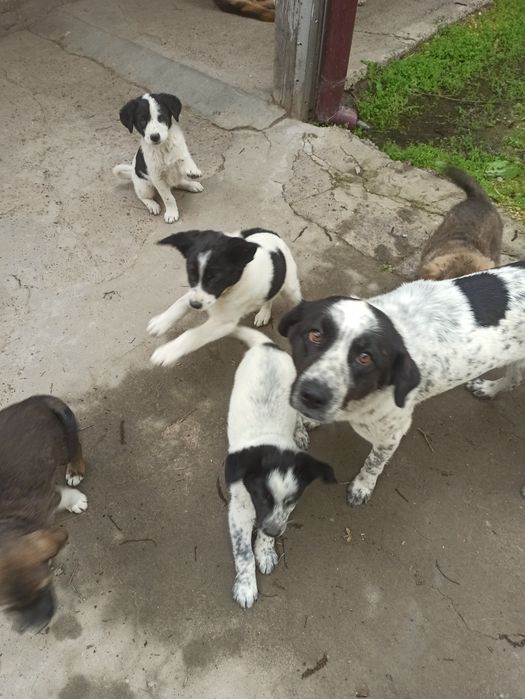 Щенки полупородистые