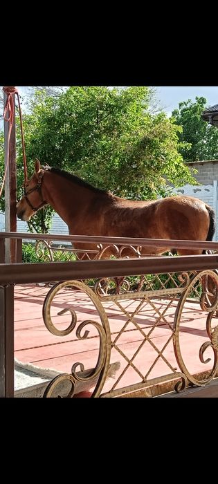 Минги ири тай сатылады