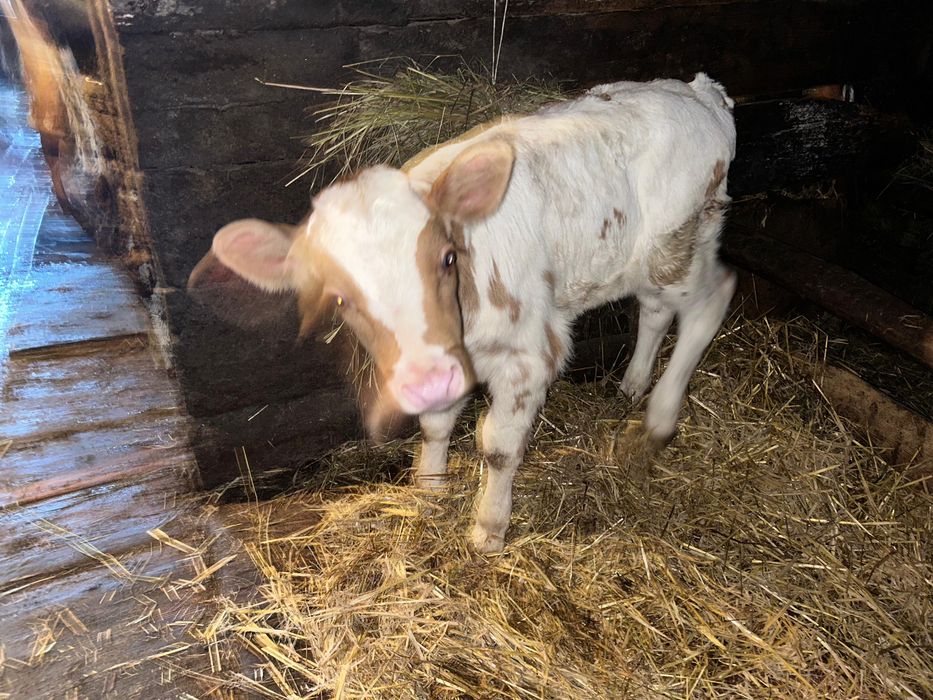 Продам нынешнего теленка