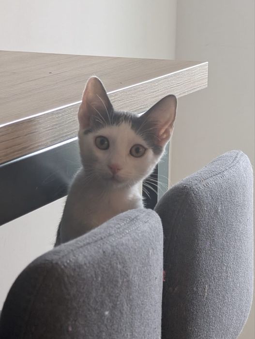 Adoptie - 3 frati wow, ne cautam omul (impreuna sau separat)
