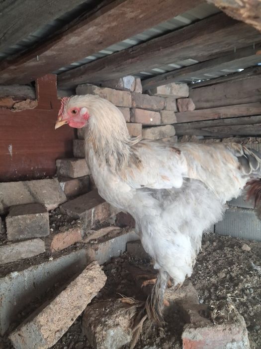 Продам брама петух