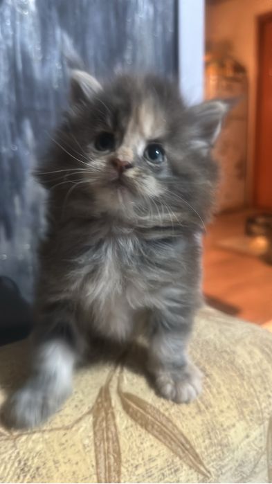Котята мейнкуны девочка!