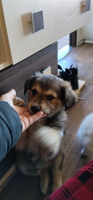 Подарявам бебенца кученца на 2 месеца