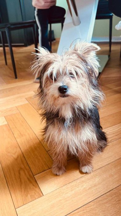 Продавам кученце йорки